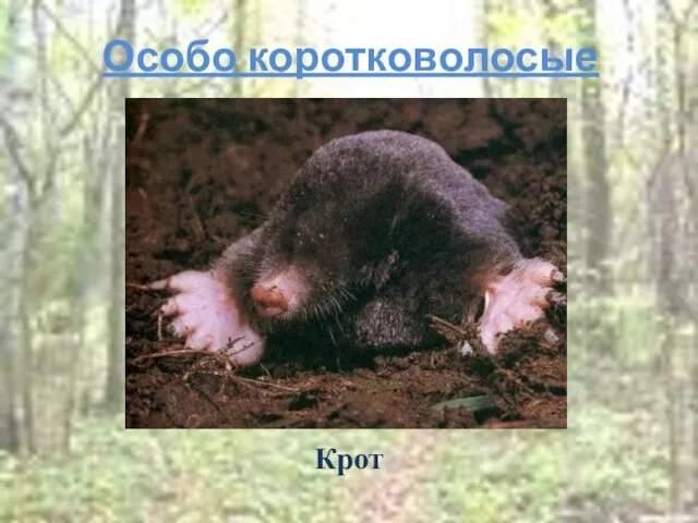 Особо коротковолосые Крот