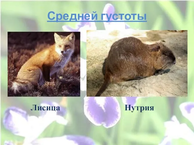 Средней густоты Лисица Нутрия