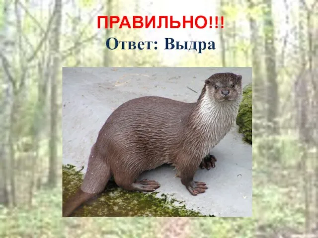 ПРАВИЛЬНО!!! Ответ: Выдра