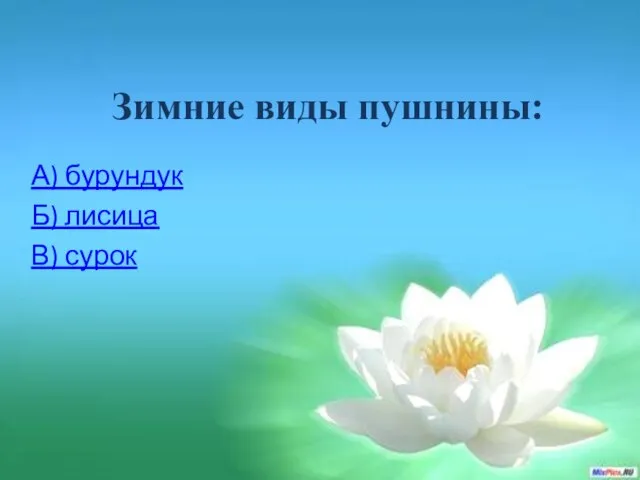 Зимние виды пушнины: А) бурундук Б) лисица В) сурок