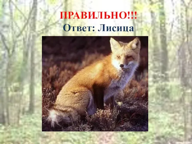 ПРАВИЛЬНО!!! Ответ: Лисица