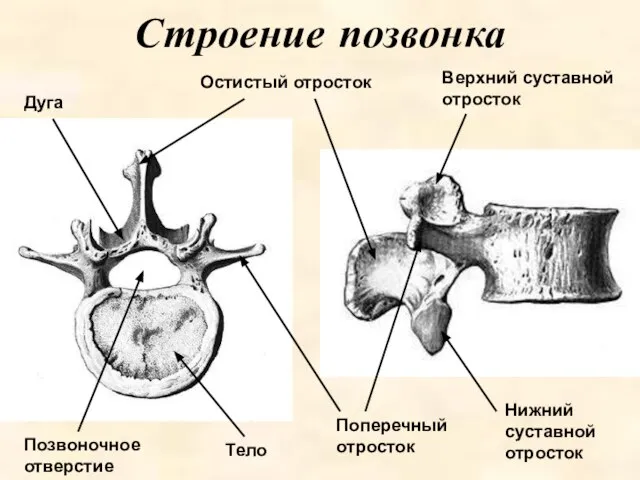 Строение позвонка Дуга Тело Позвоночное отверстие Остистый отросток Поперечный отросток Нижний суставной отросток Верхний суставной отросток
