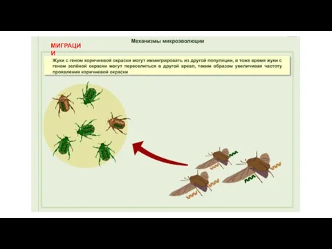 МИГРАЦИИ