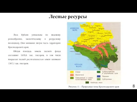 Леса Кубани уникальны по видовому разнообразию, экологическому и ресурсному потенциалу. Они занимают