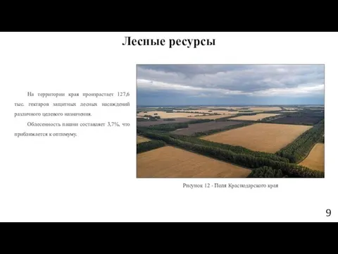 На территории края произрастает 127,6 тыс. гектаров защитных лесных насаждений различного целевого