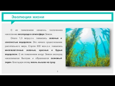 Эволюция жизни С их появлением началось постепенное накопление кислорода в атмосфере Земли.