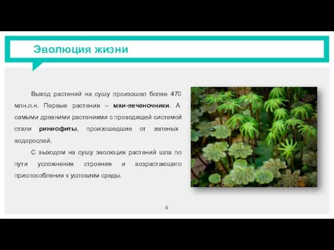 Эволюция жизни Выход растений на сушу произошел более 470 млн.л.н. Первые растения