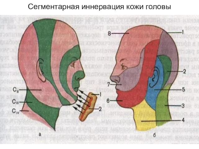 Сегментарная иннервация кожи головы