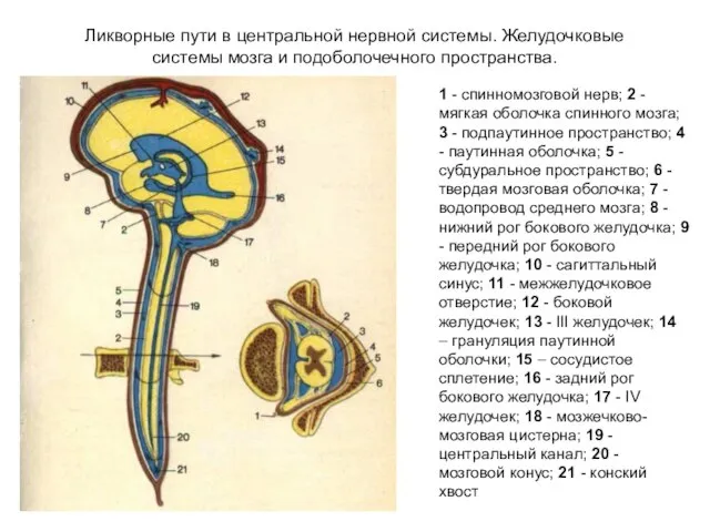 Ликворные пути в центральной нервной системы. Желудочковые системы мозга и подоболочечного пространства.
