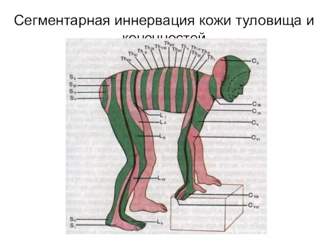 Сегментарная иннервация кожи туловища и конечностей