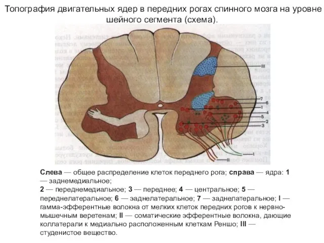 Топография двигательных ядер в передних рогах спинного мозга на уровне шейного сегмента