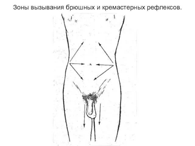 Зоны вызывания брюшных и кремастерных рефлексов.