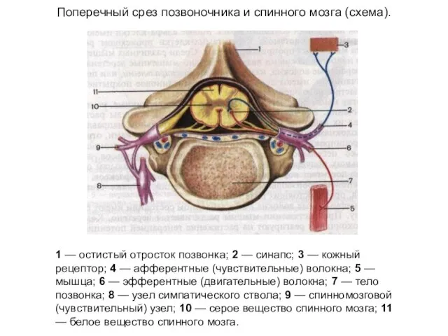 Поперечный срез позвоночника и спинного мозга (схема). 1 — остистый отросток позвонка;