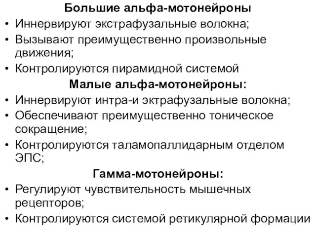 Большие альфа-мотонейроны Иннервируют экстрафузальные волокна; Вызывают преимущественно произвольные движения; Контролируются пирамидной системой