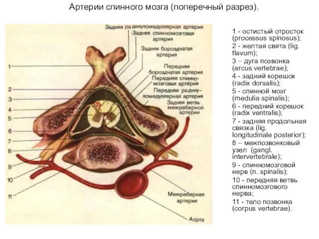 Артерии спинного мозга (поперечный разрез). 1 - остистый отросток (processus spinosus); 2