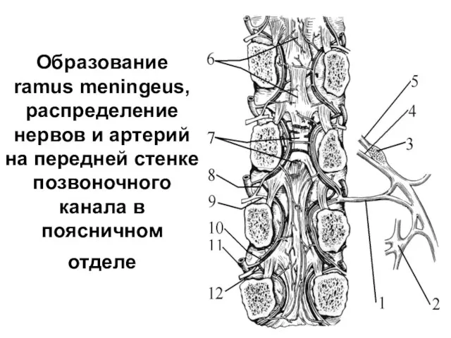 Образование ramus meningeus, распределение нервов и артерий на передней стенке позвоночного канала в поясничном отделе