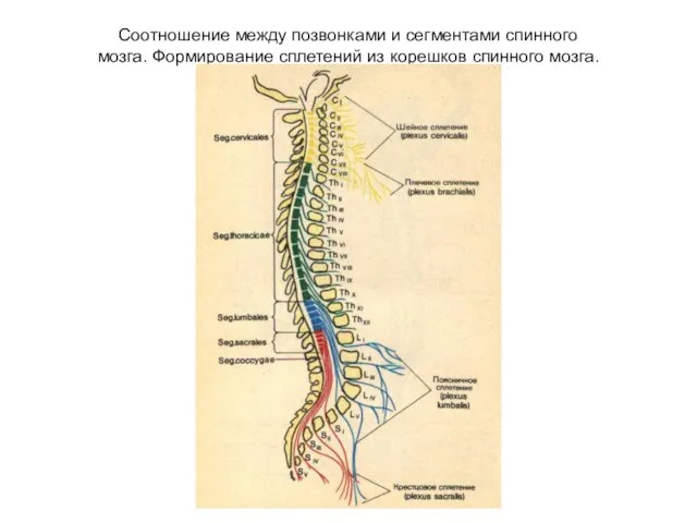 Соотношение между позвонками и сегментами спинного мозга. Формирование сплетений из корешков спинного мозга.