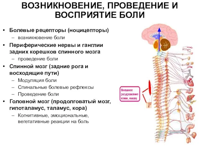 ВОЗНИКНОВЕНИЕ, ПРОВЕДЕНИЕ И ВОСПРИЯТИЕ БОЛИ Болевые рецепторы (ноцицепторы) возникновение боли Периферические нервы