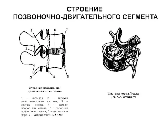 СТРОЕНИЕ ПОЗВОНОЧНО-ДВИГАТЕЛЬНОГО СЕГМЕНТА Строение позвоночно-двигательного сегмента 1 – корешок, 2 – капсула