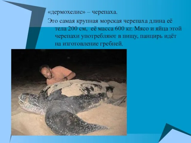 «дермохелис» – черепаха. Это самая крупная морская черепаха длина её тела 200
