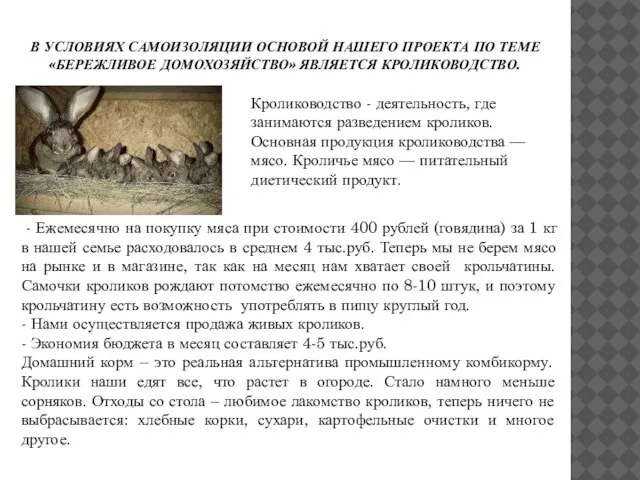 В УСЛОВИЯХ САМОИЗОЛЯЦИИ ОСНОВОЙ НАШЕГО ПРОЕКТА ПО ТЕМЕ «БЕРЕЖЛИВОЕ ДОМОХОЗЯЙСТВО» ЯВЛЯЕТСЯ КРОЛИКОВОДСТВО.