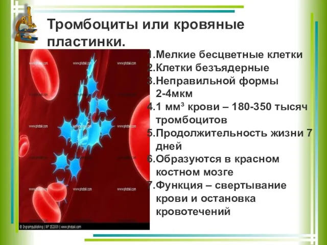 Тромбоциты или кровяные пластинки. Мелкие бесцветные клетки Клетки безъядерные Неправильной формы 2-4мкм