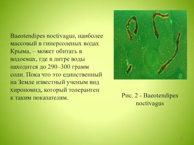 Рис. 2 - Baeotendipes noctivagus Baeotendipes noctivagus, наиболее массовый в гиперсоленых водах