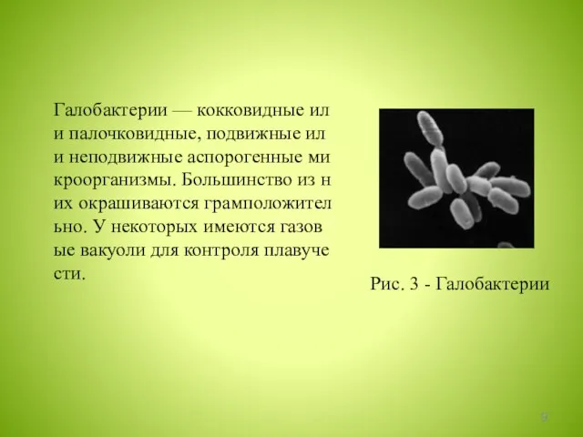 Рис. 3 - Галобактерии Галобактерии — кокковидные или палочковидные, подвижные или неподвижные