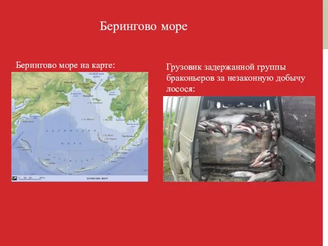 Берингово море Берингово море на карте: Грузовик задержанной группы браконьеров за незаконную добычу лосося: