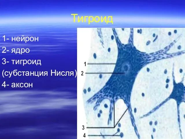 Тигроид 1- нейрон 2- ядро 3- тигроид (субстанция Нисля) 4- аксон