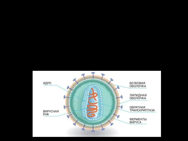 ВИЧ - ретровирус Геном вируса представлен в виде 2-х нитей РНК. Микроорганизмы содержат обратную транскриптазу.