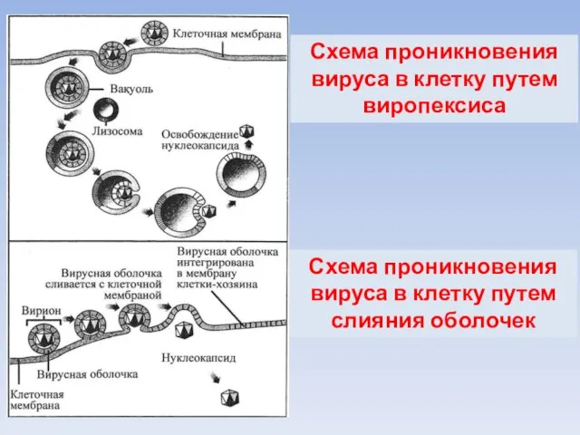 Схема проникновения вируса в клетку путем виропексиса Схема проникновения вируса в клетку путем слияния оболочек