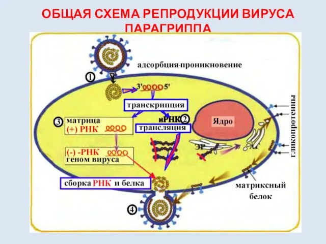 ОБЩАЯ СХЕМА РЕПРОДУКЦИИ ВИРУСА ПАРАГРИППА