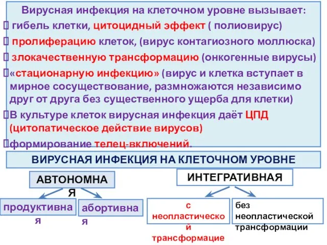 Вирусная инфекция на клеточном уровне вызывает: гибель клетки, цитоцидный эффект ( полиовирус)