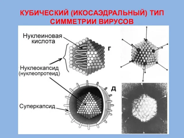 КУБИЧЕСКИЙ (ИКОСАЭДРАЛЬНЫЙ) ТИП СИММЕТРИИ ВИРУСОВ