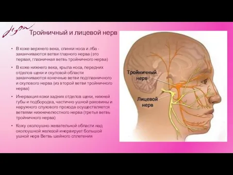 Тройничный и лицевой нерв В коже верхнего века, спинки носа и лба