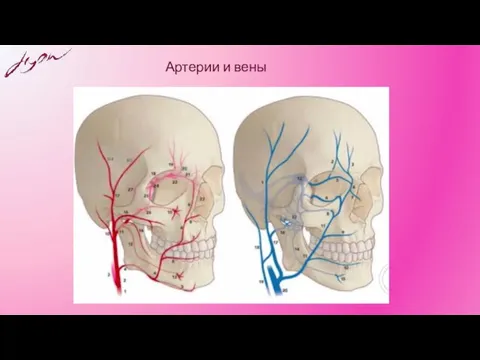 Артерии и вены