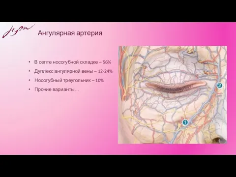 Ангулярная артерия В септе носогубной складке – 56% Дуплекс ангулярной вены –