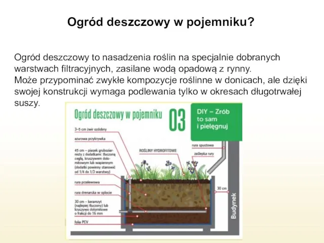 Ogród deszczowy w pojemniku? Ogród deszczowy to nasadzenia roślin na specjalnie dobranych