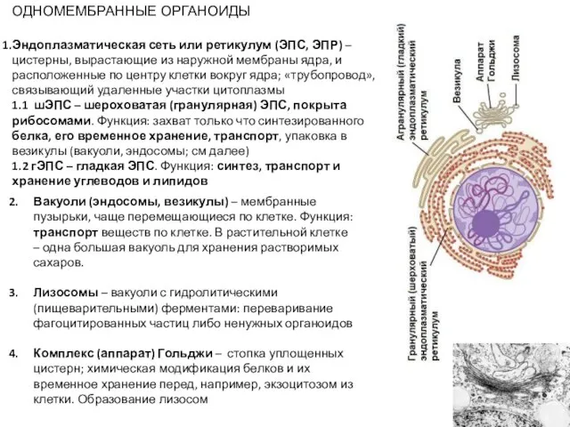 ОДНОМЕМБРАННЫЕ ОРГАНОИДЫ Эндоплазматическая сеть или ретикулум (ЭПС, ЭПР) – цистерны, вырастающие из