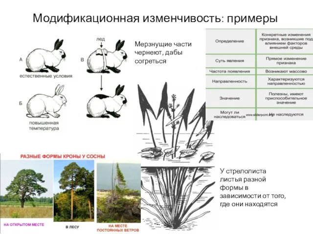 Модификационная изменчивость: примеры У стрелолиста листья разной формы в зависимости от того,