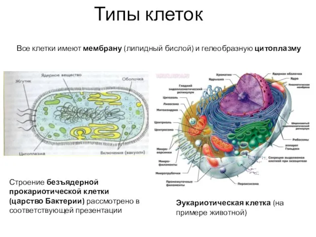 Типы клеток Все клетки имеют мембрану (липидный бислой) и гелеобразную цитоплазму Строение