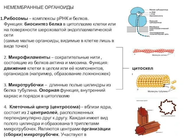НЕМЕМБРАННЫЕ ОРГАНОИДЫ Рибосомы – комплексы рРНК и белков. Функция: биосинтез белка в