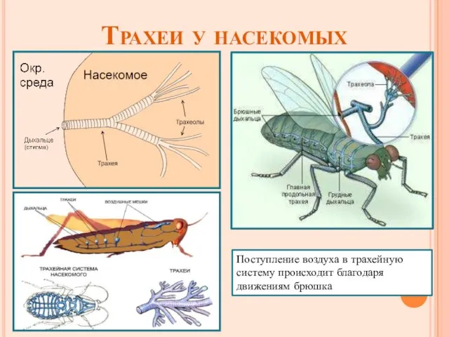 Трахеи у насекомых Поступление воздуха в трахейную систему происходит благодаря движениям брюшка