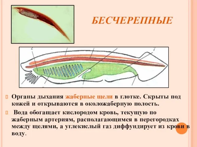 бесчерепные Органы дыхания жаберные щели в глотке. Скрыты под кожей и открываются