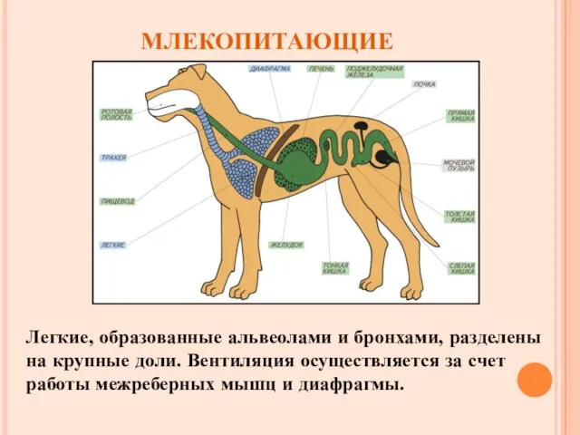 млекопитающие Легкие, образованные альвеолами и бронхами, разделены на крупные доли. Вентиляция осуществляется