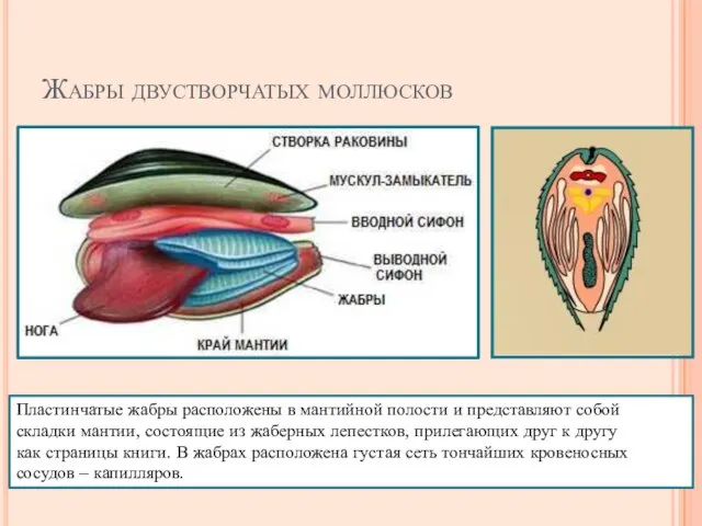 Жабры двустворчатых моллюсков Пластинчатые жабры расположены в мантийной полости и представляют собой