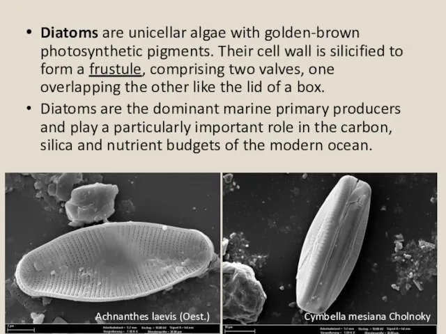 Achnanthes laevis (Oest.) Cymbella mesiana Cholnoky Diatoms are unicellar algae with golden-brown