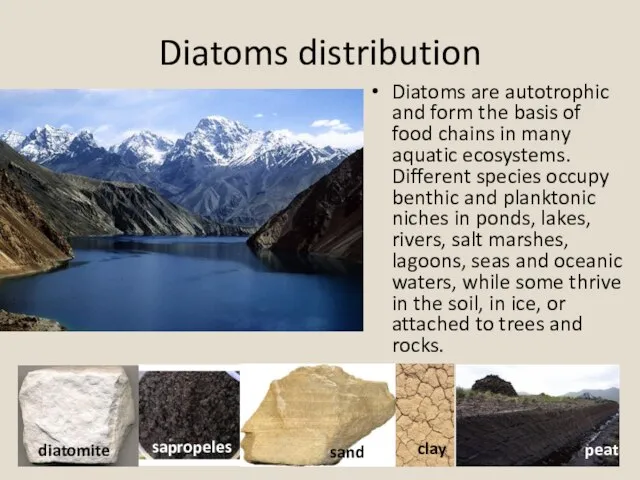 Diatoms distribution Diatoms are autotrophic and form the basis of food chains