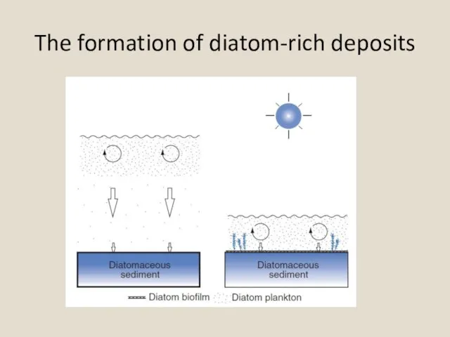 The formation of diatom-rich deposits